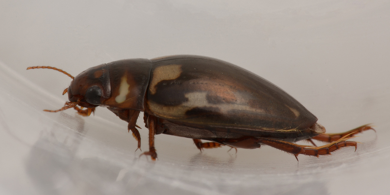 Dytiscidae: Platambus maculatus?  Sì !